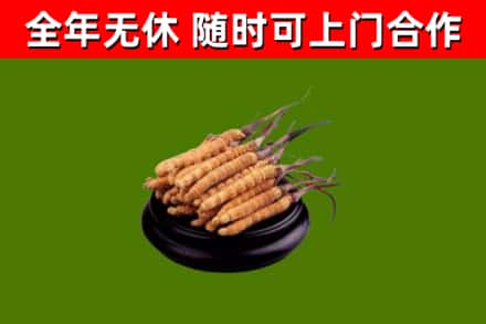 驿城烟酒回收冬虫夏草.jpg